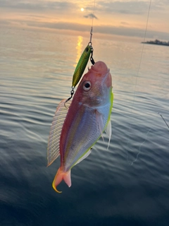 イトヨリダイの釣果