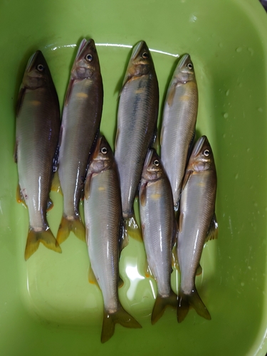 アユの釣果