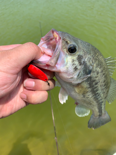 ラージマウスバスの釣果