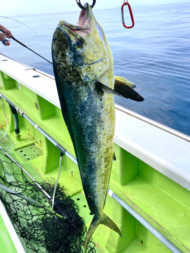 シイラの釣果