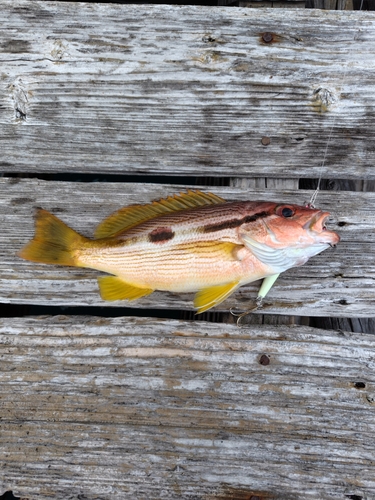 ヨコスジフエダイの釣果