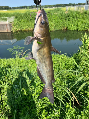 アメリカナマズの釣果