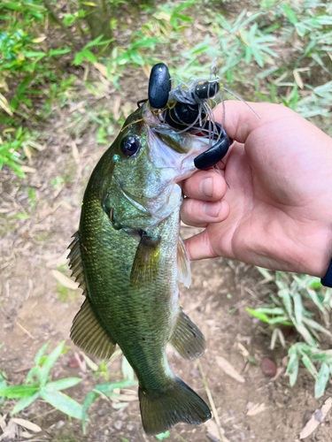 ブラックバスの釣果