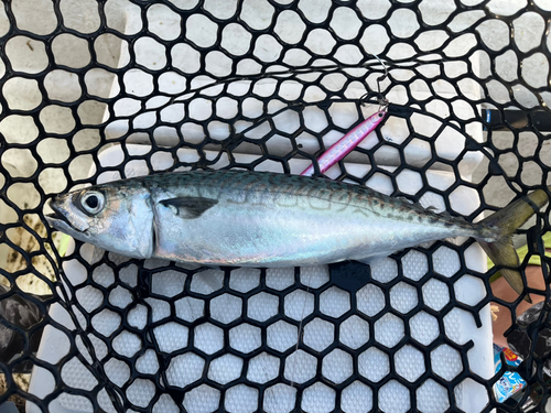 サバの釣果