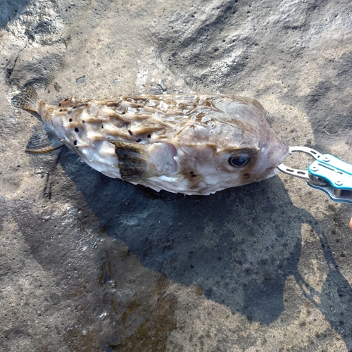 ハリセンボンの釣果