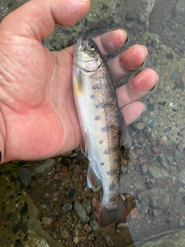 ヤマメの釣果