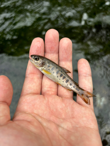 ヤマメの釣果