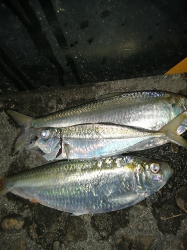 サッパの釣果