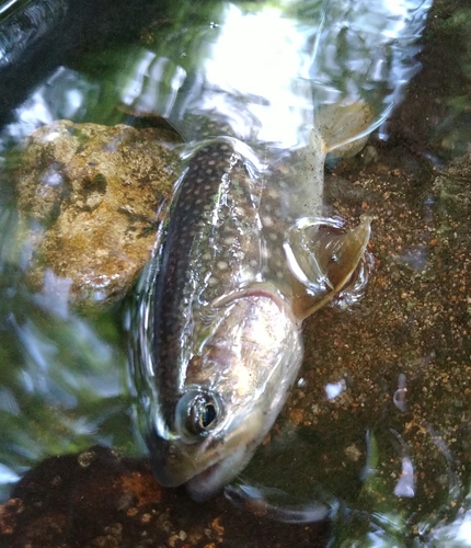 イワナの釣果