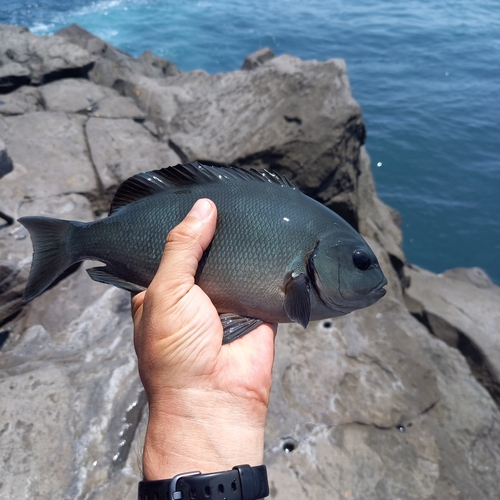 メジナの釣果