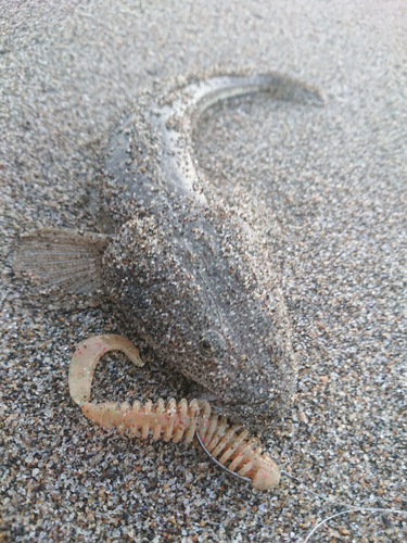 マゴチの釣果