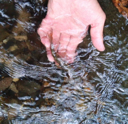 アマゴの釣果