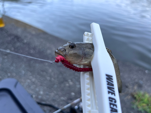 ハゼの釣果