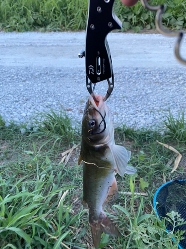 アメリカナマズの釣果