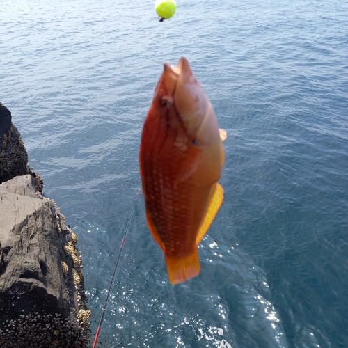 アカササノハベラの釣果