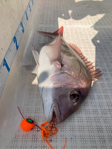 マダイの釣果