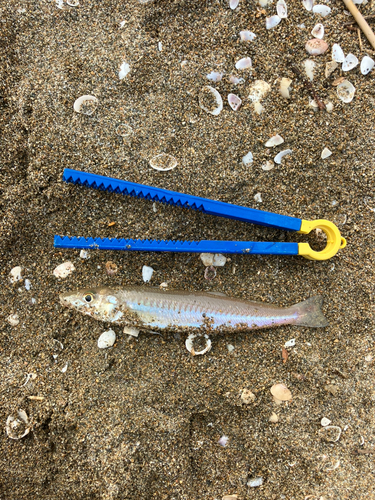 キスの釣果