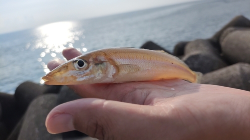 キスの釣果