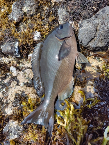 メジナの釣果