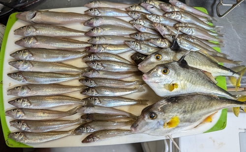 キスの釣果