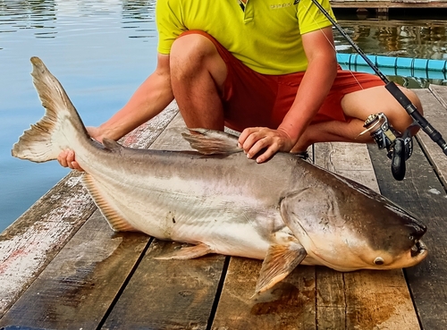 メコンオオナマズの釣果