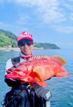 アカハタの釣果