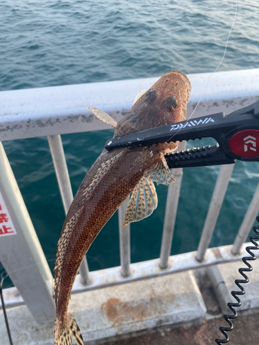 コチの釣果