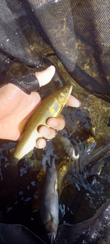 アユの釣果