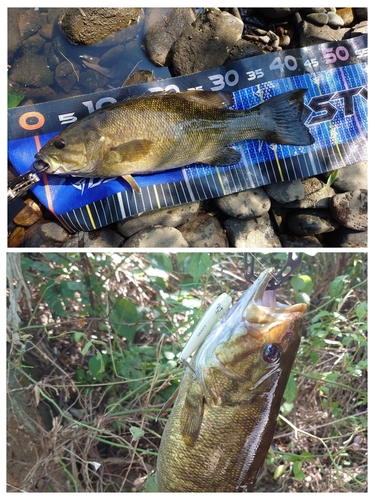 スモールマウスバスの釣果