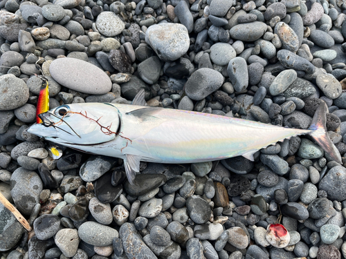 ソウダガツオの釣果