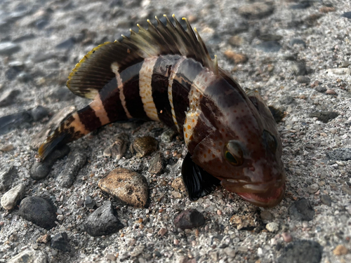 アオハタの釣果