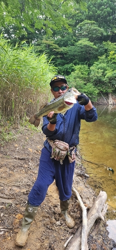 ラージマウスバスの釣果