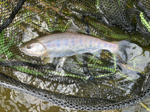 ヤマメの釣果