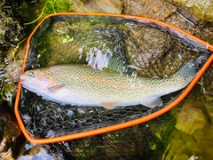 ニジマスの釣果