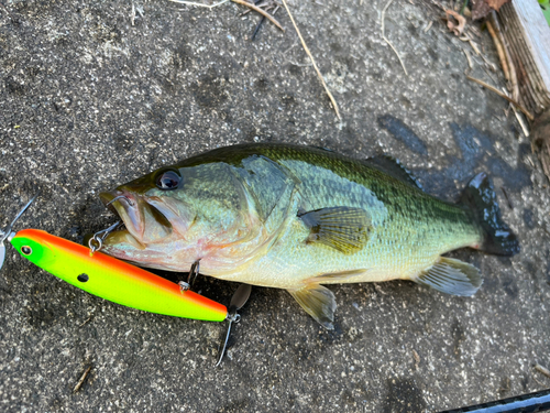 ブラックバスの釣果