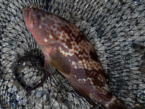 キジハタの釣果