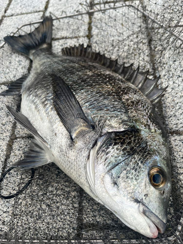 チヌの釣果