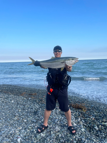 ブリの釣果