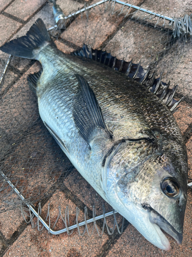 チヌの釣果