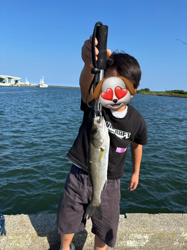 セイゴ（マルスズキ）の釣果