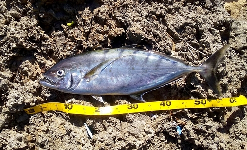 インドカイワリの釣果