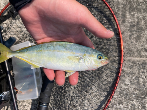 ワカシの釣果