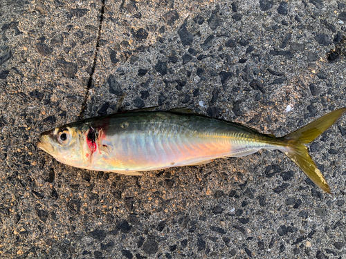 マルアジの釣果