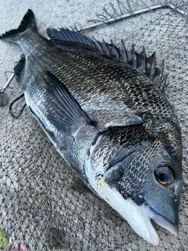 チヌの釣果