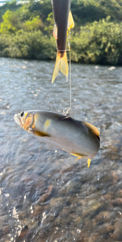 アユの釣果