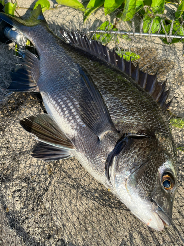 チヌの釣果