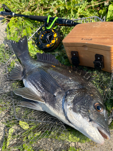 チヌの釣果