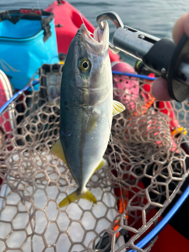 ワカナゴの釣果