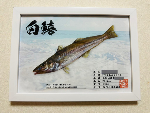 シロギスの釣果