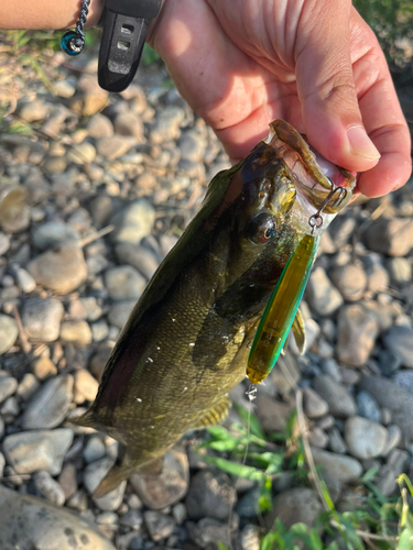 スモールマウスバスの釣果